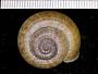 Crossopoma enganoense