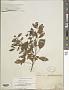 Crotalaria micans Link