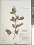Crotalaria pallida Aiton