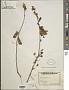 Crotalaria sp.
