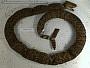 Crotalus atrox