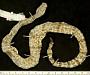 Crotalus lepidus