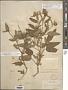 Croton capitatus Michx.