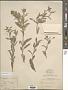 Croton dioicus Cav.