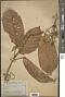 Croton griffithii Hook. f.