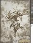 Croton linearis Jacq.