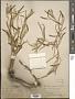 Croton linearis Jacq.