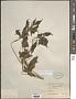 Croton lobatus L.