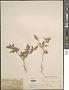 Croton monanthogynus Michx.
