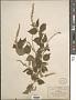 Croton morifolius Willd.