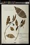 Croton sp.