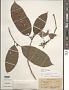 Croton sp.