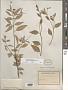 Croton suavis Kunth
