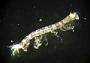 Crustacea