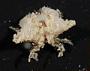 Crustacea