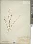 Cryptantha affinis (A. Gray) Greene