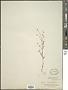 Cryptantha affinis (A. Gray) Greene
