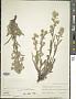 Cryptantha celosioides (Eastw.) Payson