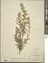 Cryptantha glomerata (G. Don) Lehm.