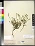Cryptantha intermedia (A. Gray) Greene