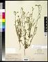 Cryptantha intermedia (A. Gray) Greene