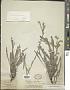 Cryptantha jamesii (Torr.) Payson