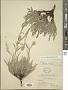 Cryptantha jamesii (Torr.) Payson