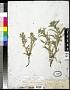 Cryptantha jamesii (Torr.) Payson