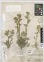 Cryptantha oblata (M.E. Jones) Payson