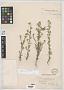 Cryptantha sp.