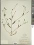 Cryptantha sp.