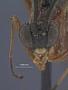 Cryptanuridimorpha elegans