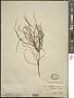 Crypteronia leptostachys Endl.