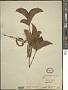 Crypteronia paniculata Blume