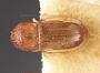 Cryptocarenus carabicus