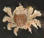 Cryptochiridae