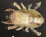 Cryptochiridae