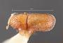 Cryptocleptes insularis