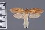 Cryptolechia ignicolor