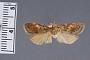 Cryptolechia miniata