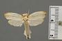 Cryptolechia sulphurea