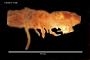 Cryptonus truncatus
