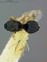 Cryptoprymnus illinoisensis