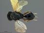 Cryptoprymnus japonicus