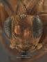 Cryptus serraticaudus