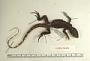 Ctenosaura hemilopha