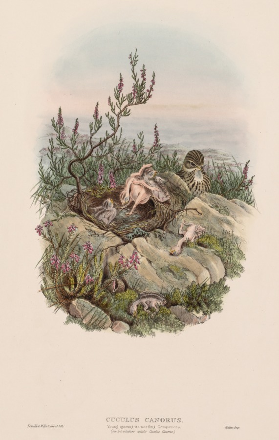 Cuculus Canorus