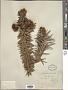 Cunninghamia lanceolata (Lamb.) Hook.