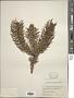 Cunninghamia lanceolata (Lamb.) Hook.