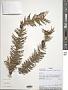 Cunninghamia lanceolata (Lamb.) Hook.